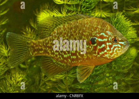 Semi di zucca sunfish, pumpkinseed (Lepomis gibbosus), maschio 110 mm, allevamento colorazione, in Germania, in Baviera Foto Stock