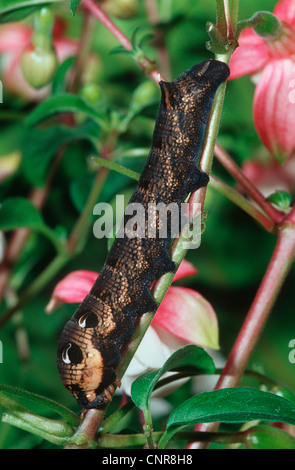 Elephant hawkmoth (Deilephila elpenor), Caterpillar seduti al fucsia, Germania Foto Stock