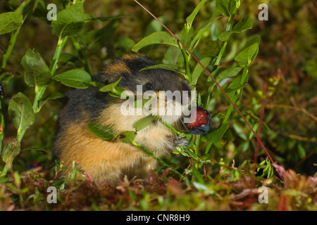 Norvegia lemming (Lemmus lemmus), di alimentazione su , Norvegia Foto Stock