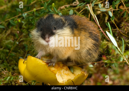 Norvegia lemming (Lemmus lemmus), alimentando su apple, Norvegia Foto Stock