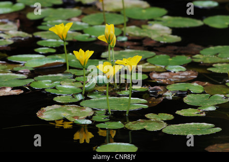 Orlata di acqua-LILY (Nymphoides peltata), fiori con immagine speculare sulla superficie dell'acqua, in Germania, in Baviera Foto Stock