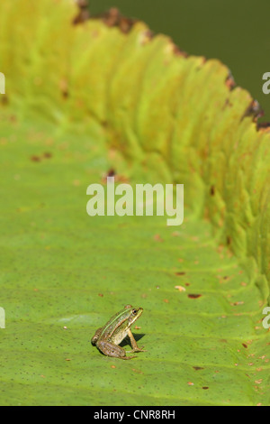 Piscina (rana poco waterfrog) (Rana lessonae), poolfrog sulla foglia di un Victoria, in Germania, in Renania settentrionale-Vestfalia Foto Stock