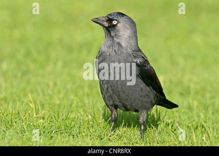 Taccola (Corvus monedula), in piedi su un prato, Europa Foto Stock
