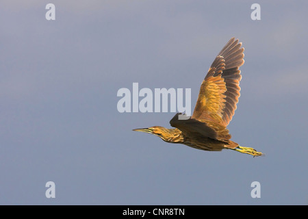 American Tarabuso (Botaurus lentiginosus), volare, STATI UNITI D'AMERICA, Florida Everglades National Park Foto Stock