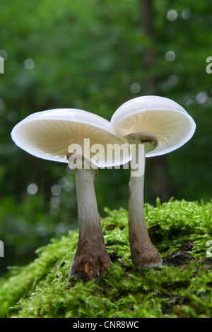 Fungo di porcellana (Oudemansiella mucida), sul legno morto, in Germania, in Renania settentrionale-Vestfalia Foto Stock