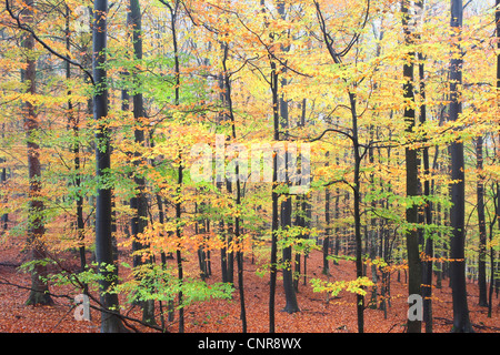 Comune di faggio (Fagus sylvatica), giovani del bosco di faggio in autunno, in Germania, in Renania settentrionale-Vestfalia Foto Stock