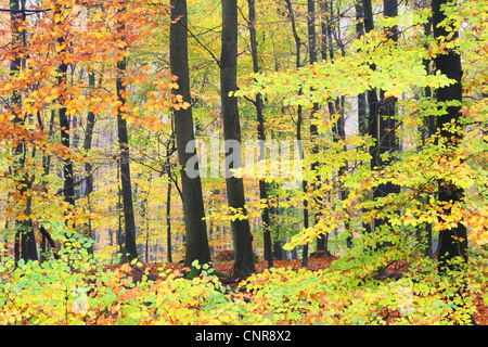 Comune di faggio (Fagus sylvatica), la foresta di faggio in autunno, in Germania, in Renania settentrionale-Vestfalia Foto Stock
