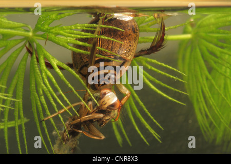 Pond beetle, stagno comune beetle (Acilius sulcatus), alimentazione sulla preda Foto Stock