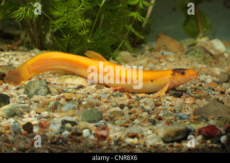 Giapponese (weatherfish Misgurnus anguillicaudatus), maschio 150 mm, arancione Foto Stock