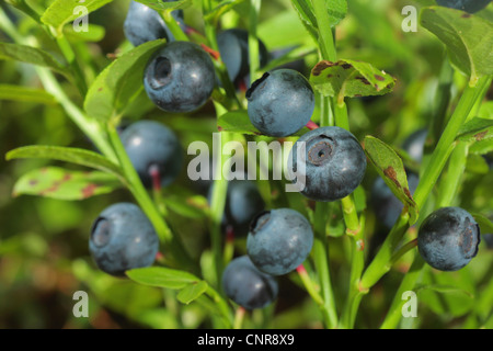 Il mirtillo nana, mirtillo, huckleberry, bassa billberry (Vaccinium myrtillus), frutti di bosco al bush, in Germania, in Baviera Foto Stock