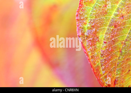 Colorato Foglie di autunno, in Germania, in Renania settentrionale-Vestfalia Foto Stock