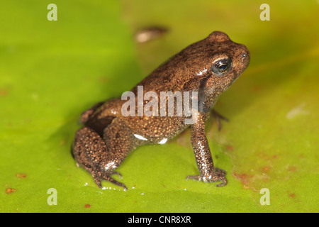 Europeo di rospo comune (Bufo bufo), con piccola coda alla fine della metamorfosi, in Germania, in Baviera Foto Stock