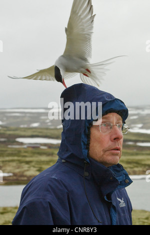 Arctic Tern (sterna paradisaea), attaccando wanderer, Norvegia, Knutsho Landschaftsschutzgebiet, Opdal Foto Stock