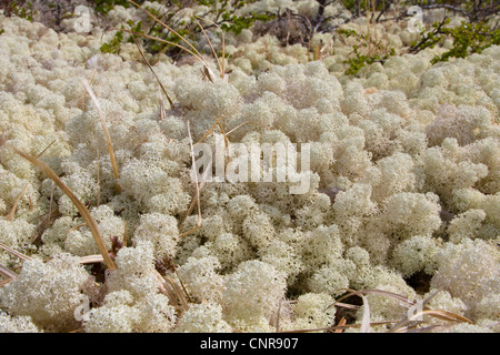 Star-punta licheni delle renne (Cladonia stellaris), gruppo, Norvegia, Opdal Foto Stock