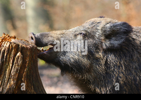 Il cinghiale, maiale, il cinghiale (Sus scrofa), cinghiale roditura su un albero di intoppo, in Germania, in Renania settentrionale-Vestfalia, Sauerland Foto Stock