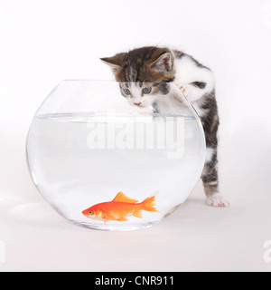 Il gatto domestico, il gatto di casa (Felis silvestris f. catus), Goldfish in una terrina di pesce e un gatto è la visione Foto Stock