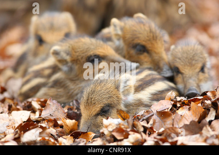 Il cinghiale, maiale, il cinghiale (Sus scrofa), shotes in foglie, in Germania, in Renania settentrionale-Vestfalia, Sauerland Foto Stock