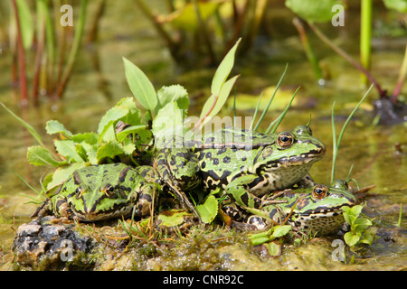 Unione rana verde, comune rana verde (Rana kl. esculenta, Rana esculenta), rane nel prendere il sole sulla riva dello stagno, in Germania, in Renania settentrionale-Vestfalia, Sauerland Foto Stock