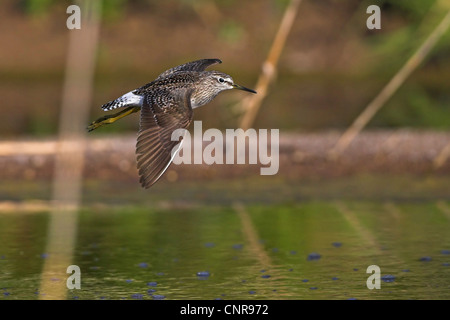 Wood sandpiper (Tringa glareola), volare, Germania Foto Stock