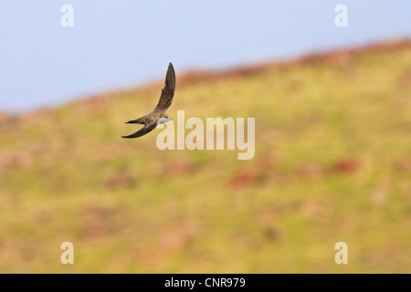 Alpine swift (Apus melba, Tachymarptis melba), volare, Austria Foto Stock