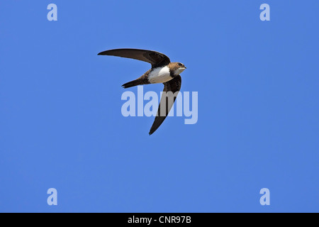 Alpine swift (Apus melba, Tachymarptis melba), volare, Austria Foto Stock