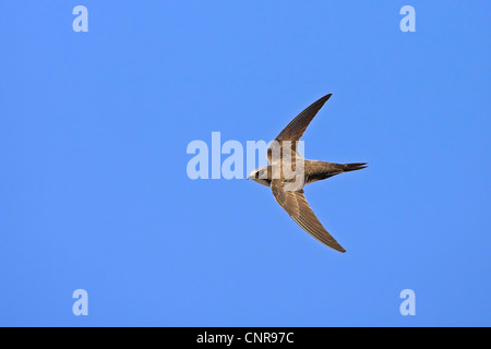 Alpine swift (Apus melba, Tachymarptis melba), volare, Austria Foto Stock