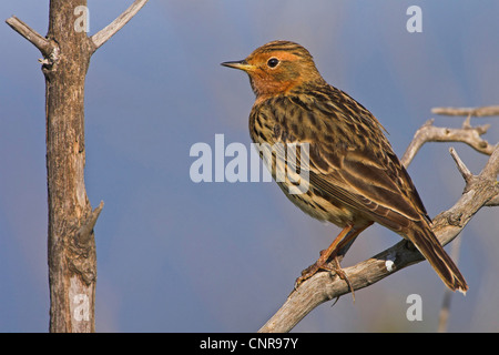 Rosso-throated pitpit (Anthus cervinus), il ramoscello, Europa Foto Stock