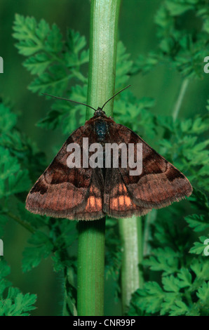 Burnett companion (Ectypa glyphica, Euclidia glyphica), seduti a un germoglio, Germania Foto Stock