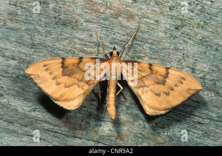 Bloccate la paglia (Eulithis pyraliata), vista dall'alto, ali distese, Germania Foto Stock