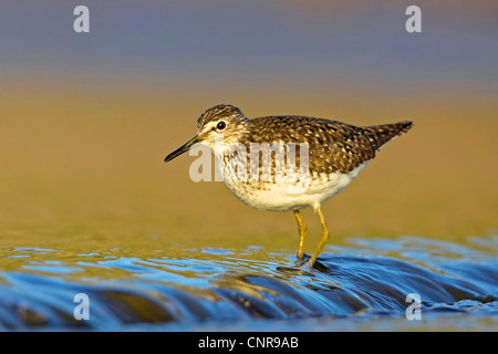 Wood sandpiper (Tringa glareola), sui mangimi, Germania Foto Stock