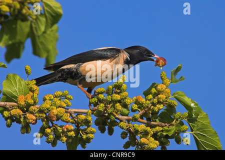 Rosati starling (Sturnus roseus), di alimentazione su un ontano, Europa Foto Stock