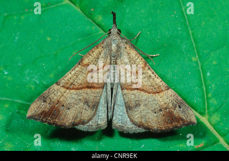 Muso comune (Hypena proboscidalis), sulla lamina Foto Stock