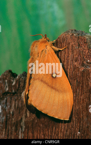 Oak eggar (Lasiocampa quercus), sulla corteccia, Germania Foto Stock