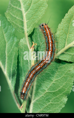 Lacchè, Europeo lackey moth, comune lacchè (Malacosoma neustria), seduta su una foglia, Germania Foto Stock