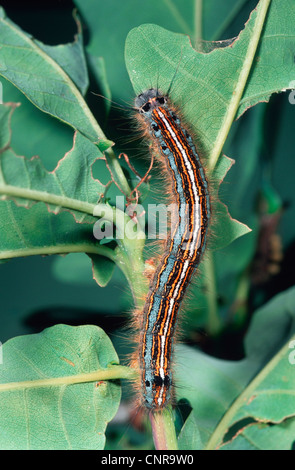 Lacchè, Europeo lackey moth, comune lacchè (Malacosoma neustria), seduta su una foglia, Germania Foto Stock