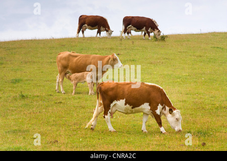 Mucche al pascolo, Germania, Meclemburgo-Pomerania, Hiddensee Foto Stock