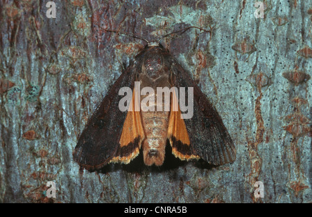 Comune underwing giallo tarma grande giallo underwing tarma hibon, giallo underwing (Noctua pronuba, pronuba Agrotis, pronuba Lampra), phaenotyp 1, GERMANIA Foto Stock