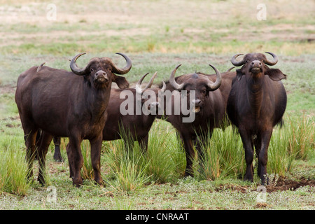 African buffalo (Syncerus caffer), allevamento, Namibia, Mahango Parco Nazionale Foto Stock