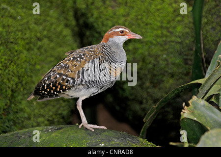 Buff-nastrare rampa (Gallirallus philippensis), in piedi, Australia, Queensland Foto Stock