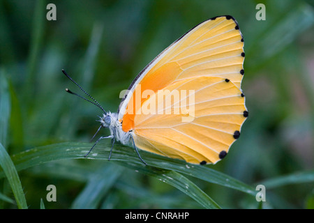 Mylothris (Mylothris rubricostra), in appoggio sulla lama di erba, Namibia, Mahango Parco Nazionale Foto Stock