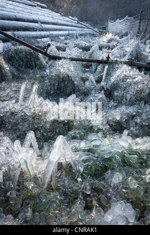 Abete (Picea abies), storage per file di log dopo una tempesta perdita in inverno con ghiaccio, in Germania, in Renania Palatinato Foto Stock