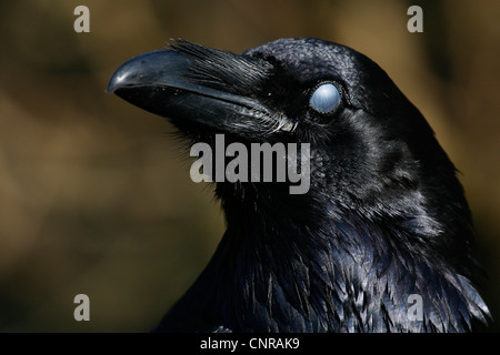 Comune di corvo imperiale (Corvus corax), ritratto con chiuso membrana nictitating Foto Stock
