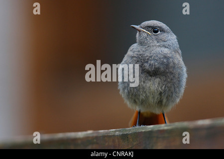 Codirosso spazzacamino (Phoenicurus ochruros), neonata , Germania, Renania-Palatinato Foto Stock