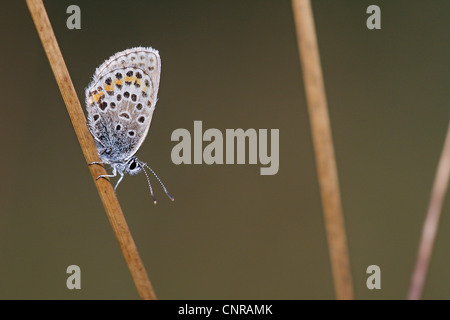 Argento-blu chiodati (Plebejus argus, Plebeius argus), sullo stelo, in Germania, in Renania Palatinato Foto Stock