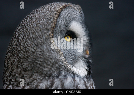 Grande grigio allocco (Strix nebulosa), ritratto Foto Stock