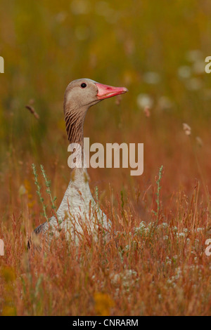 Graylag goose (Anser anser), su un prato, Germania Foto Stock