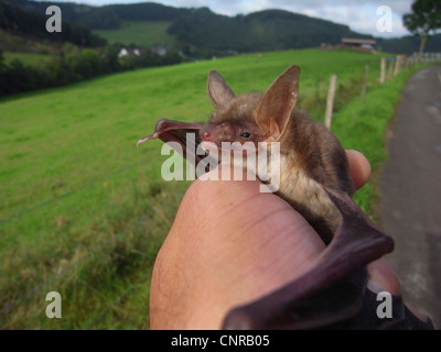 Maggiore Mouse-eared bat, Grandi Mouse-Eared Bat (Myotis myotis), in una mano Foto Stock