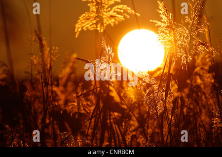 Erba reed, cannuccia di palude (Phragmites communis, Phragmites australis), reed nella retroilluminazione del sole di sera, in Germania, in Renania Palatinato Foto Stock