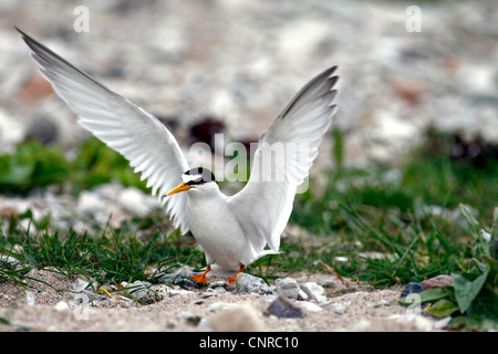 Fraticello (Sterna albifrons), in atterraggio a nido sito, Svezia, Oeland Foto Stock