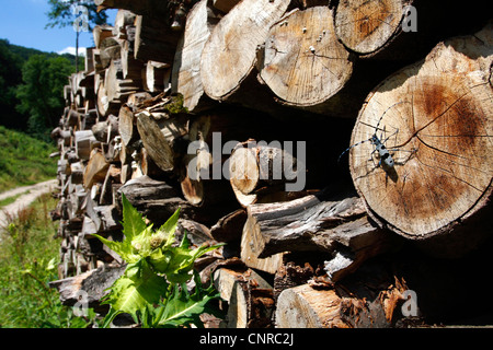 Rosalia longicorn (Rosalia alpina), nel suo habitat, GERMANIA Baden-Wuerttemberg, Schwaebische Alb Foto Stock